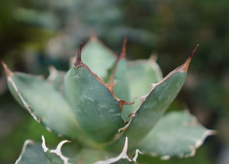 Agave titanota 白鯨 D NO.2