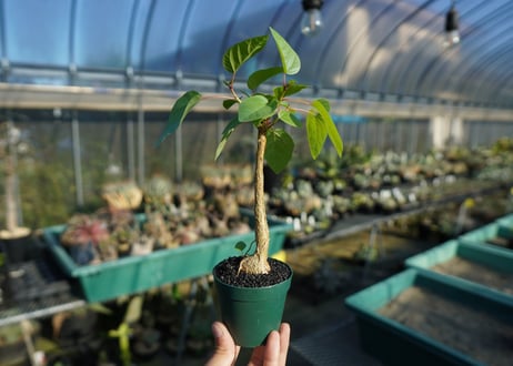 フィカス パルメリー Ficus palmeri  No.1