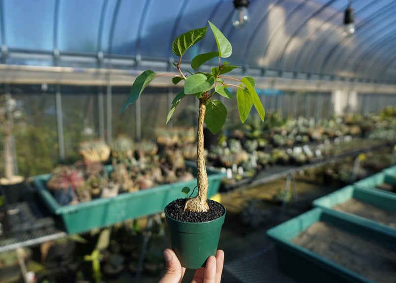 フィカス　パルメリー　塊根 フィカス パルメリー Ficus palmeri No.1 | mana's farm:塊根