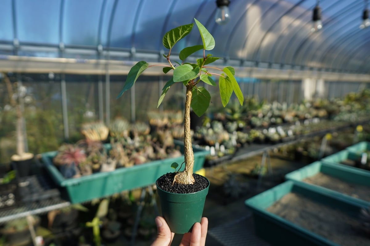 フィカス パルメリー Ficus palmeri No.1 | mana's farm:塊根