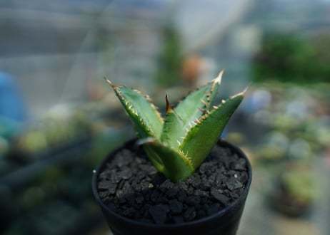 アガベ　チタノタ　黄覆輪　Agave titanota variegata