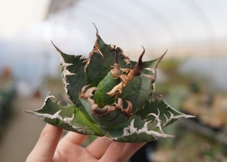 agave titanota  ソーラーエクリプス