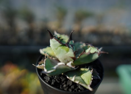 アガベ　チタノタ　 ブラックアンドブルー 　Agave titanota black and blue  No.2