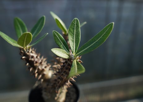 パキポディウム　デンシフローラム Pachypodium densiflorum   No.1