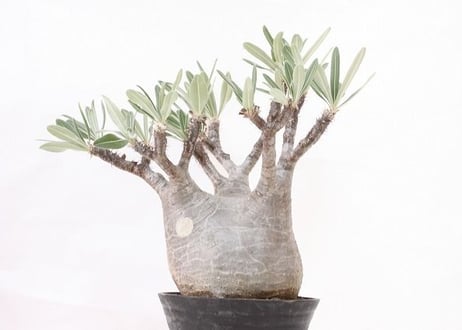 Pachypodium Gracilius パキポディウム  グラキリス  №３　標本株　特選
