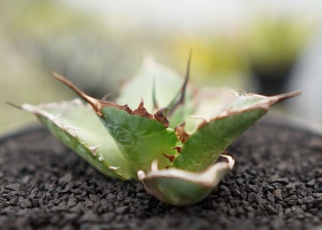 Agave titanota hades No.3