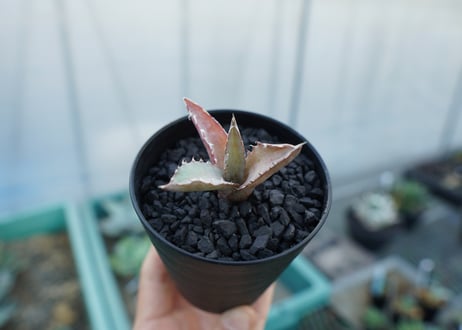 アガベ　チタノタ　萬代厳竜　Agave lophantha×titanota