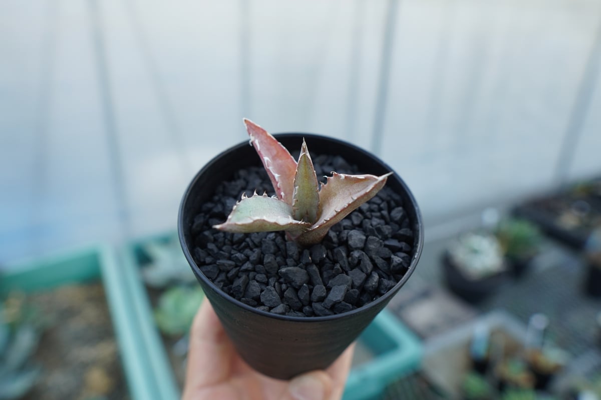 アガベ チタノタ 萬代厳竜 Agave lophantha×titanota | mana's アガベ チタノタ 萬代厳竜 Agave lophantha×titanota | mana's