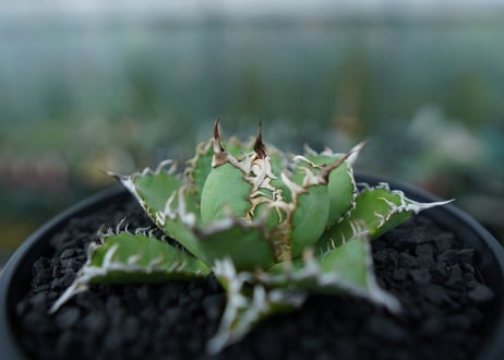 アガベ　チタノタ　フィリグリー　agave titanota filigree　No.4