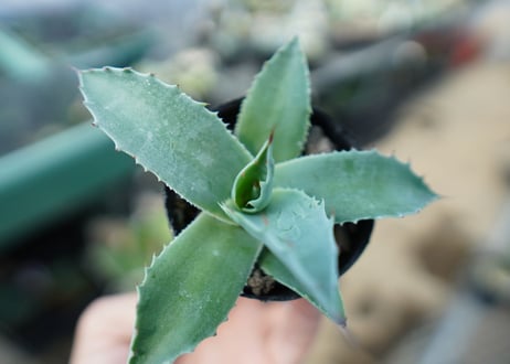 アガベ　オバティフォリア　Agave ovatifolia　No.4