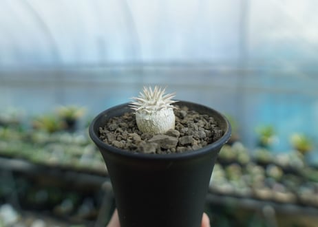 パキポディウム　恵比寿大黒　Pachypodium Densicaule