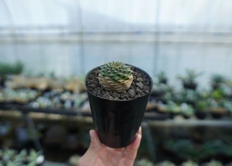 ユーフォルビア　オベサ×鉄甲丸　Euphorbia obesa×bupleurifolia