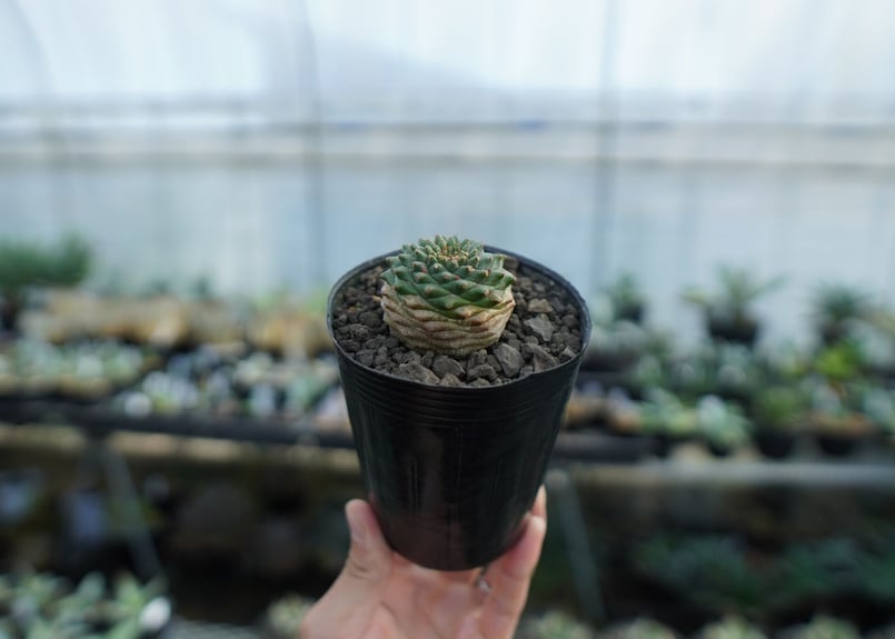 ユーフォルビア オベサ×鉄甲丸 Euphorbia obesa×bupleurifolia |