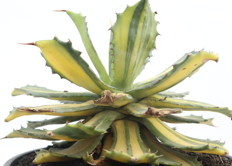 アガベ イシスメンシス 白玉 レア 子株 アガベ イシスメンシス 白玉