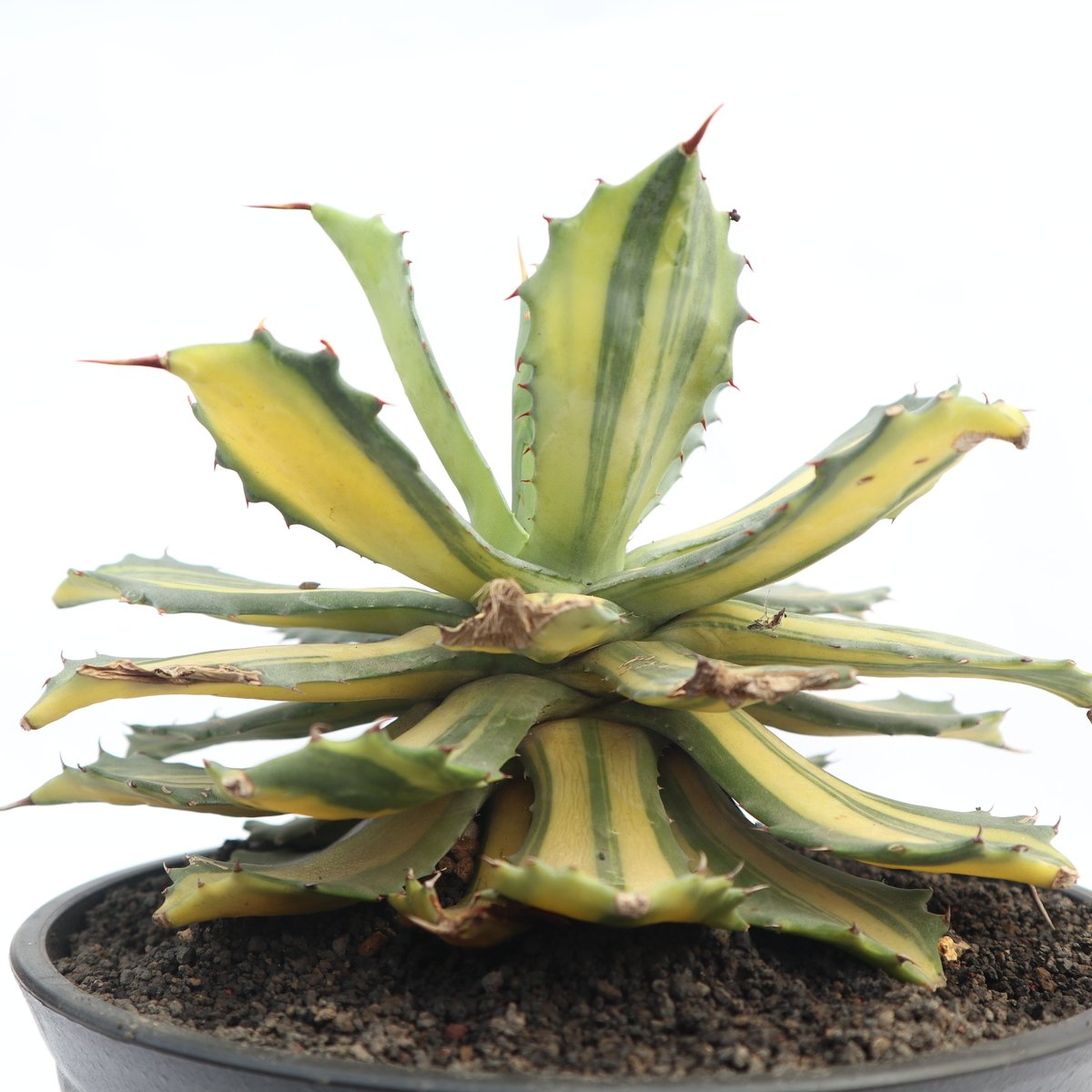 アガベ イシスメンシス 楊貴妃 極上縞斑10株