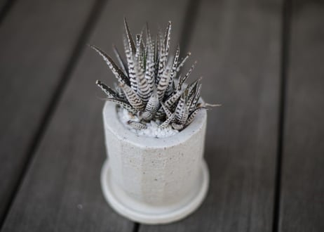 ハオルチア十二の巻 Haworthia fasciata
