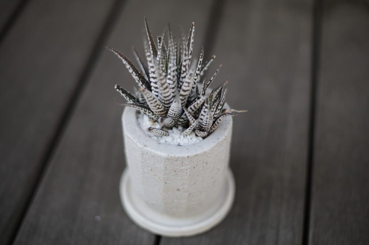 ハオルチア十二の巻 Haworthia fasciata | mana's farm:塊根植物