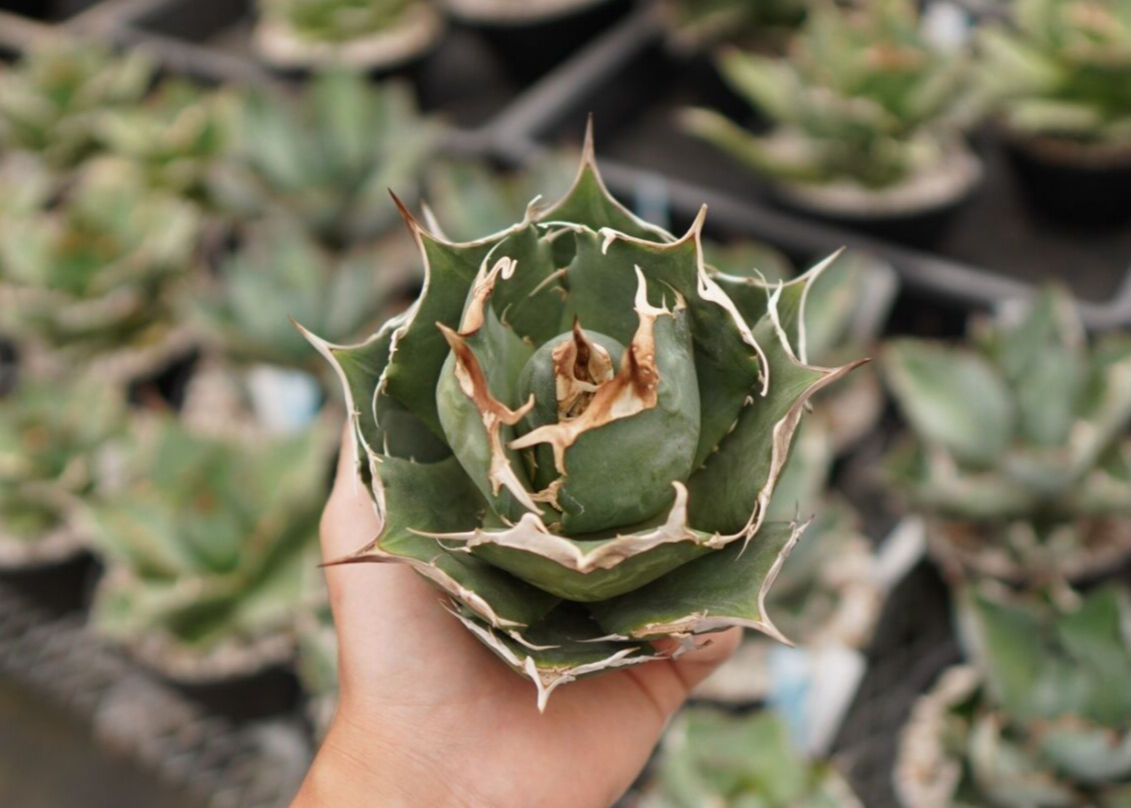 アガベ チタノタ 白鯨 NO.2 | mana's farm:塊根植物・アガベ・ドライ