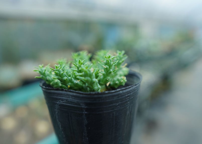 ユーフォルビア ゴルゴニス Euphorbia gorgonis No.2 | mana's