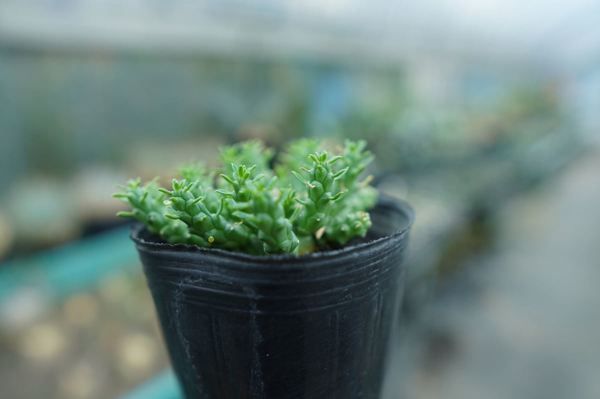 ユーフォルビア ゴルゴニス Euphorbia gorgonis No.2 | mana's