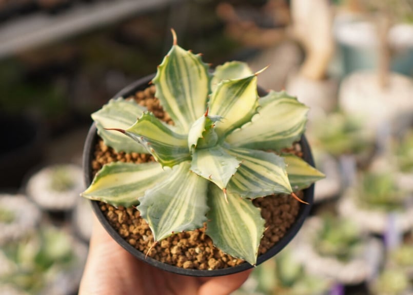 アガベ　イシスメンシス　大株 多肉植物：アガベ イシスメンシス錦（K1）達磨鈍中斑*幅10cm