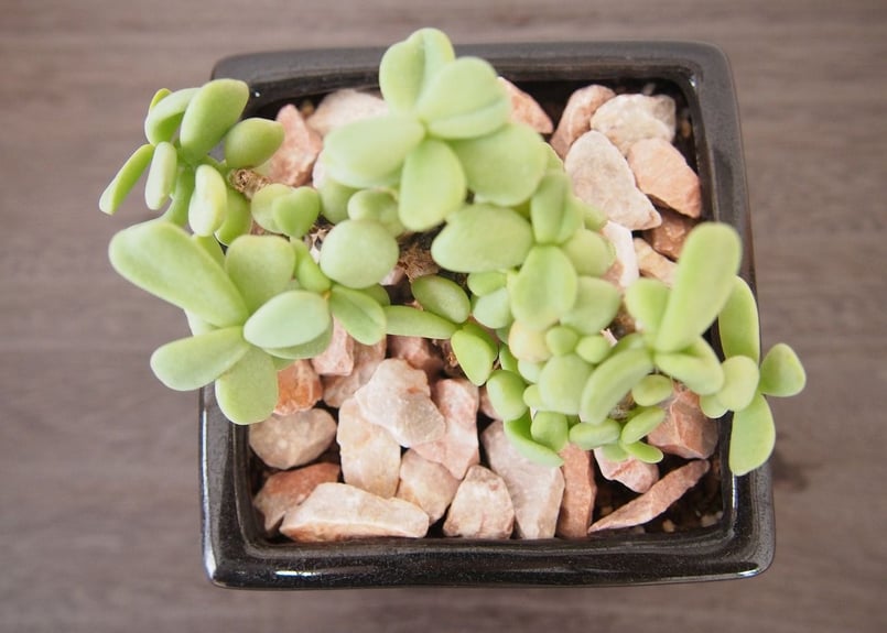 ケラリア ピグマエア ceraria pygmaea | mana's farm:塊根植物・ア