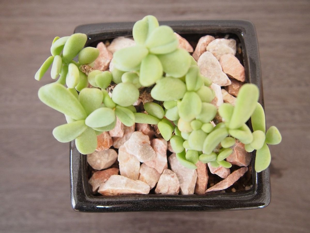 ケラリア ピグマエア ceraria pygmaea | mana's green:塊根植物販 ケラリア ピグマエア ceraria pygmaea | mana's green:塊根植物販