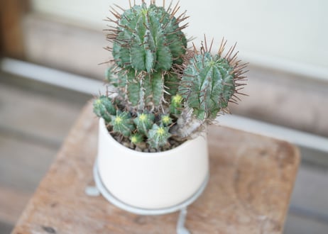 Euphorbia horrida