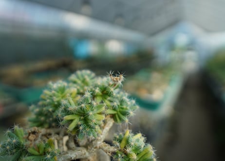 トリコディアデマ　デンサム　Trichodiadema densum  No.2