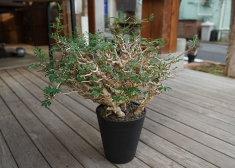 センナ　メリディオナリス　Senna meridionalis　No.3