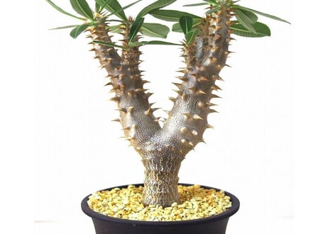 パキポディウム デンシフローラム　シバの女王の玉櫛　Pachypodium densiflorum