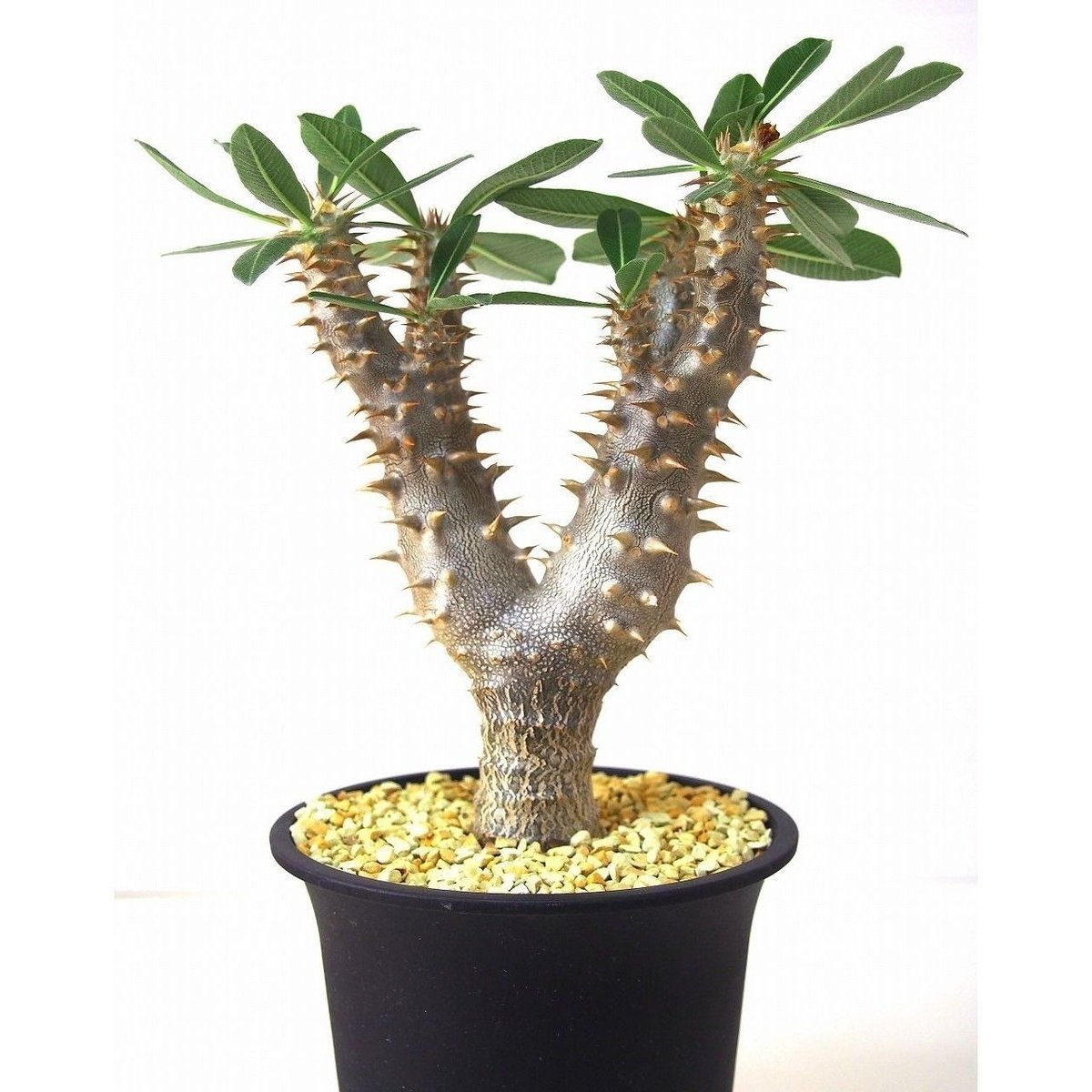 パキポディウム デンシフローラム シバの女王の玉櫛 Pachypodium