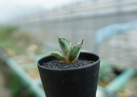 アガベ　チタノタ　 ブラックアンドブルー 　Agave titanota black and blue　No.1