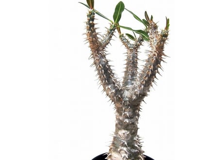 Pachypodium rosulatum   パキポディウム　ロスラーツム