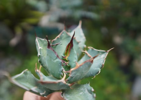 Agave titanota 白鯨 A NO.6