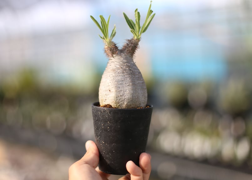 パキポディウム グラキリス | mana's farm:塊根植物・アガベ・ドライ