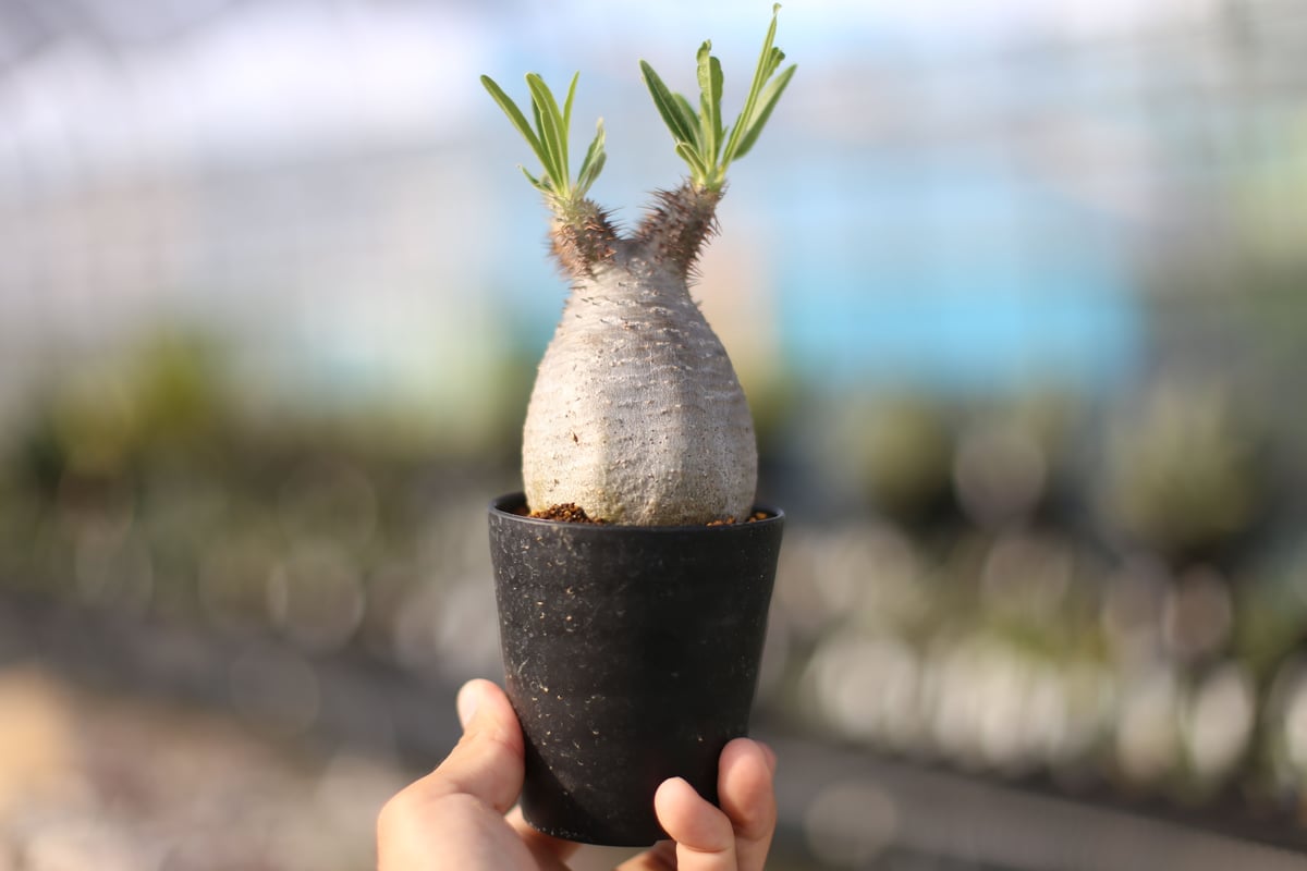 パキポディウム グラキリス | mana's farm:塊根植物・アガベ・ドライ