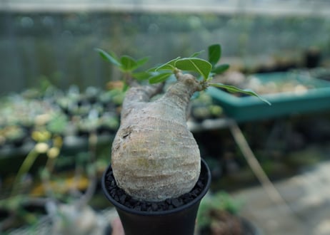 パキポディウム マカイエンセ　Pachypodium makayense　No.3