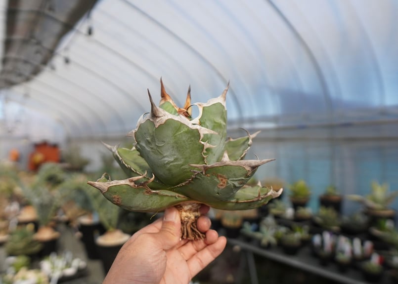 agave titanota chocolate kiss | mana's farm:塊根植
