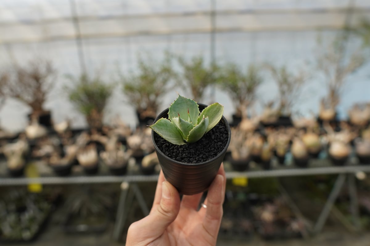 アガベ ポタトラム トレードウィンズ Agave potatorum Tradewinds N