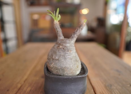 パキポディウム　グラキリス　 Pachypodium Gracilius