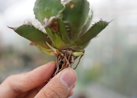 Agave Black fire F NO.4 (G)