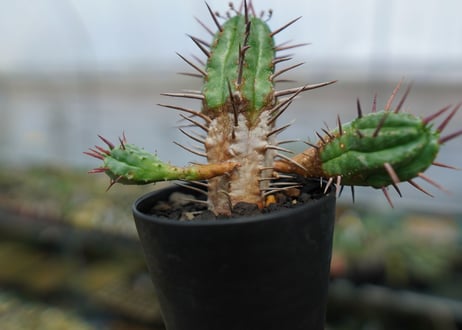 ユーフォルビア　フェロックス　Euphorbia ferox