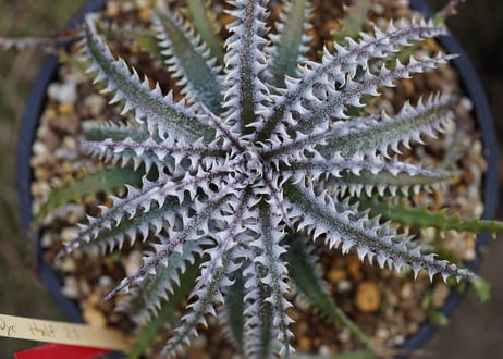 CATEGORY ディッキア | mana's farm:塊根植物・アガベ・ドライガーデン