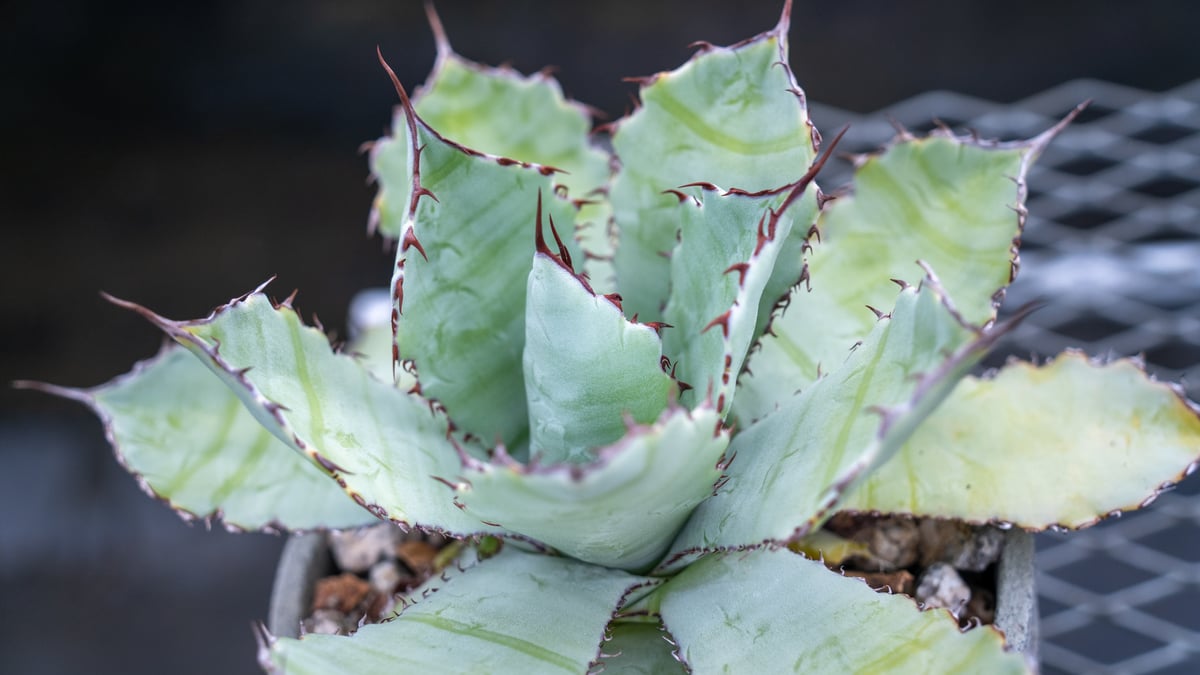 アガベ グアダラハラナ Agave guadalajarana | mana's farm:塊