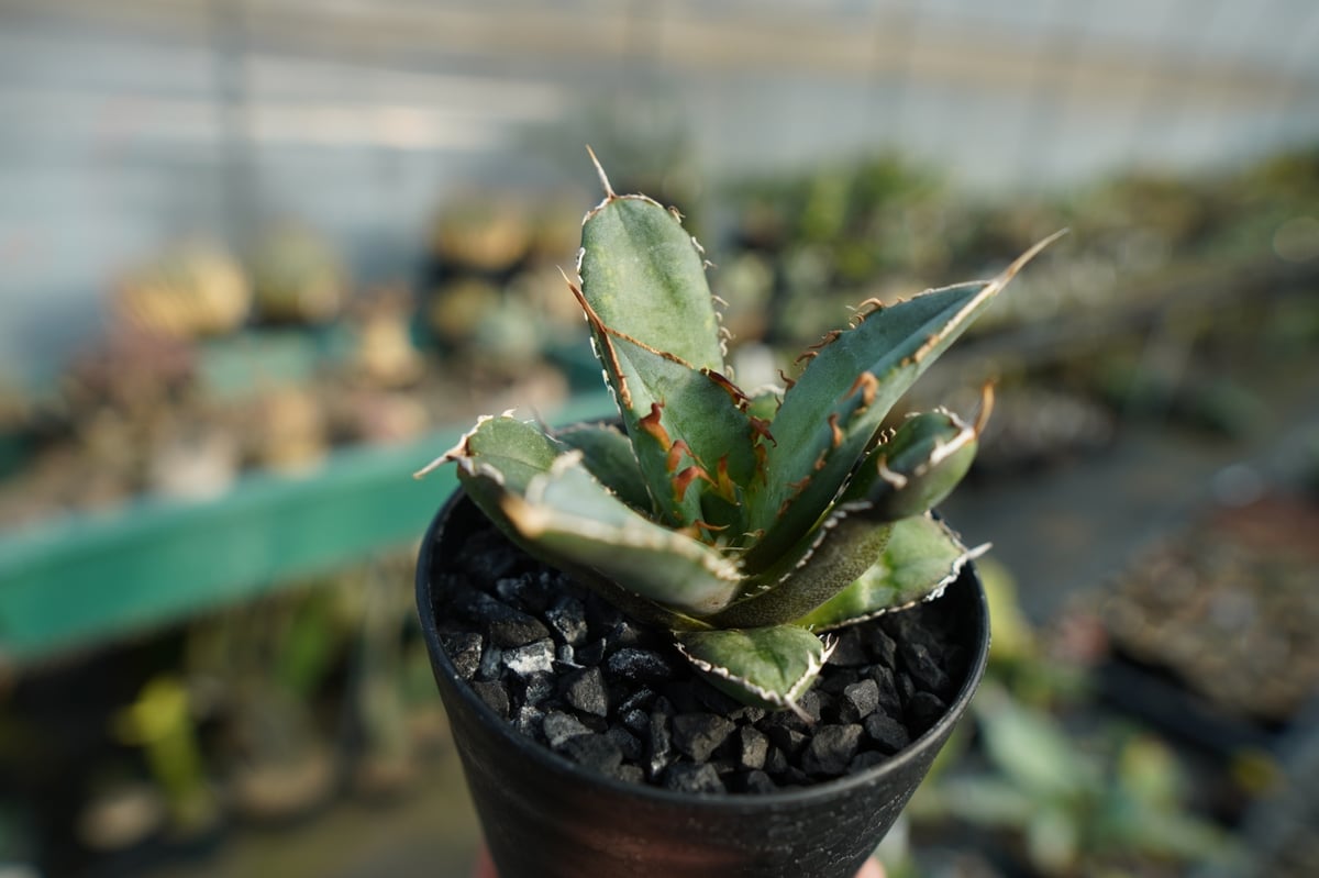 アガベ チタノタ FO-76 Agave titanota FO-76 No.1 | man