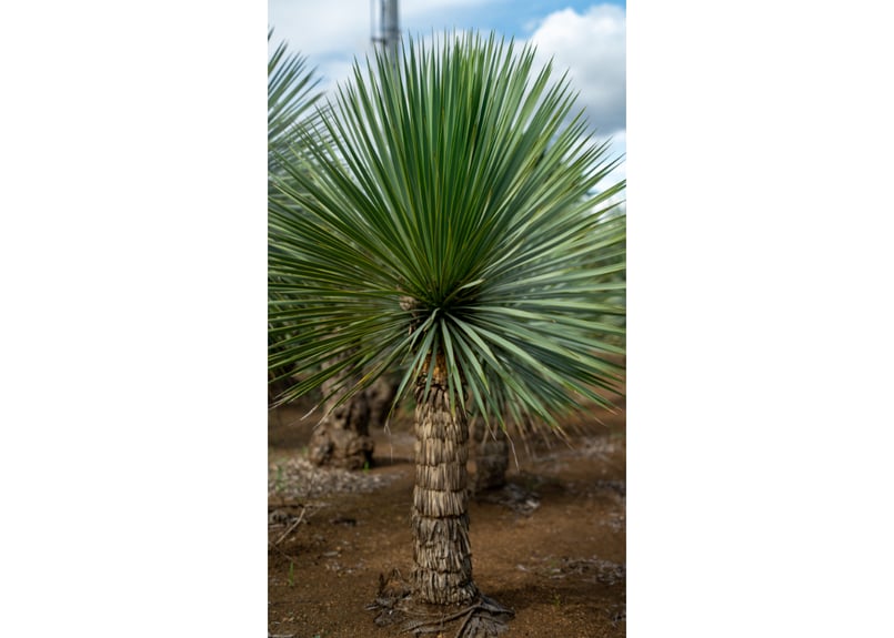 ユッカロストラータ　極上株　極太 引取り限定ユッカロストラータ大株太幹極上美株