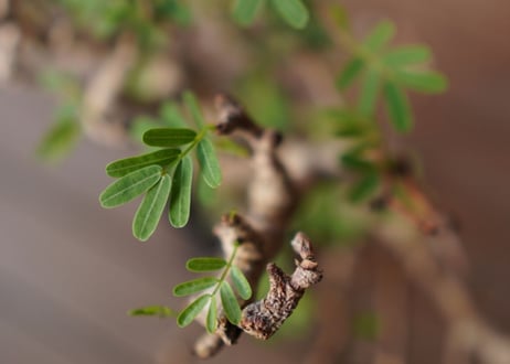 センナ メリディオ​ナリス Senna meridionalis