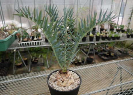 エンセファラルトス　 ホリダス　Encephalartos horridus　 NO.2