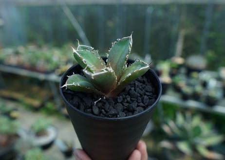 アガベ　チタノタ　鬼爪雪峰  Agave titanota “Onitsume Yukimine” 子株　No.1